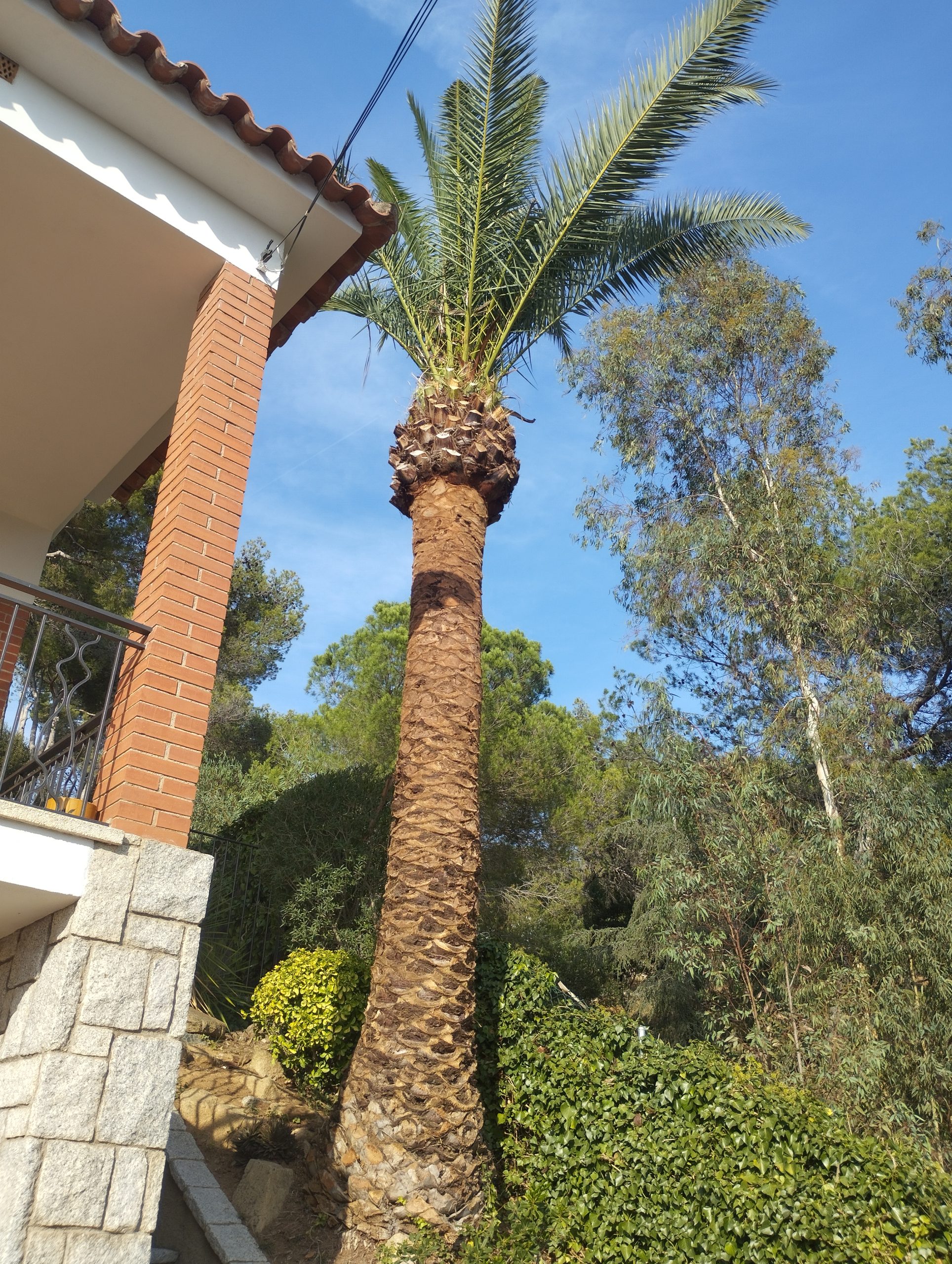 Palmera 3