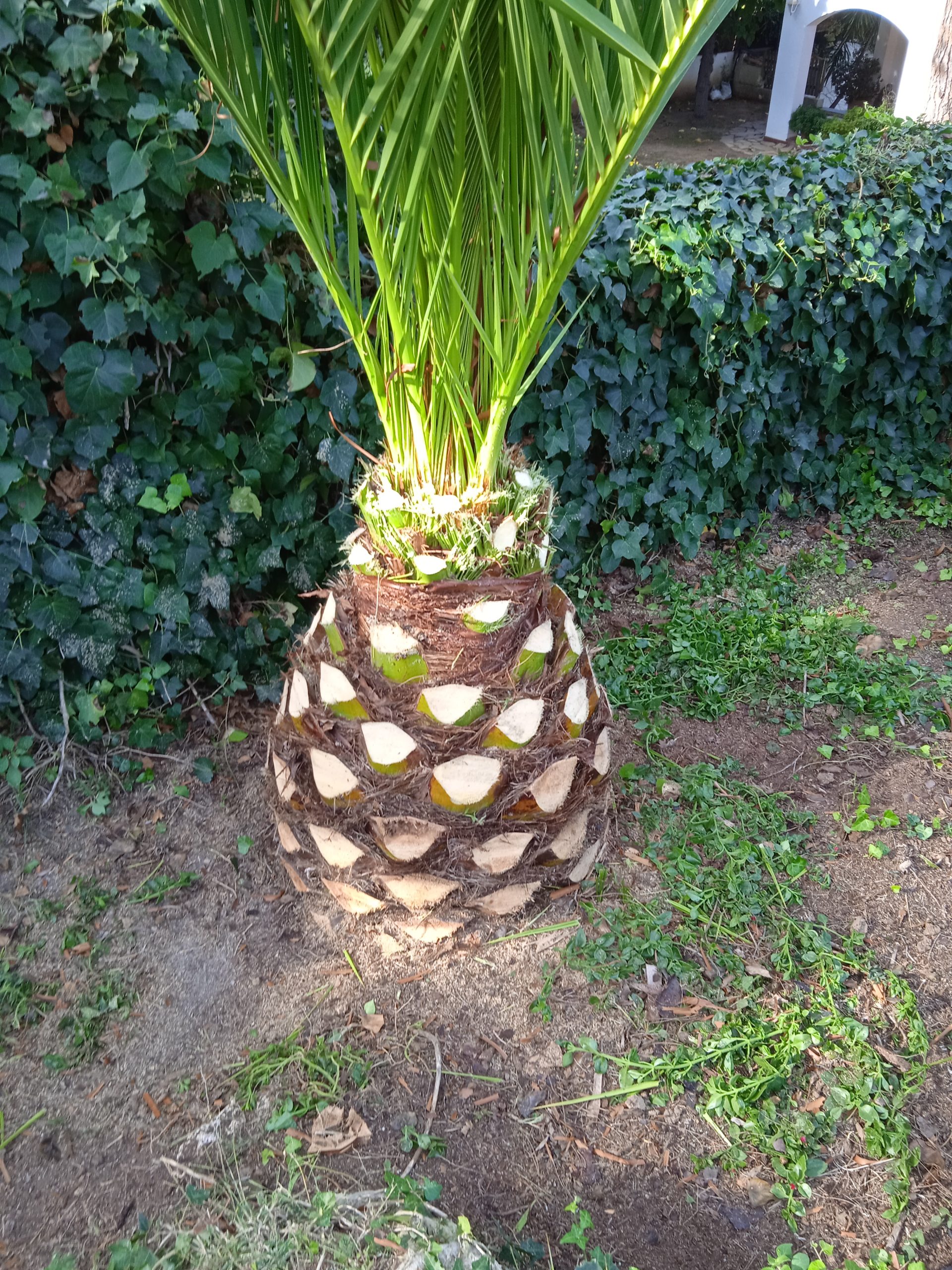 Palmera