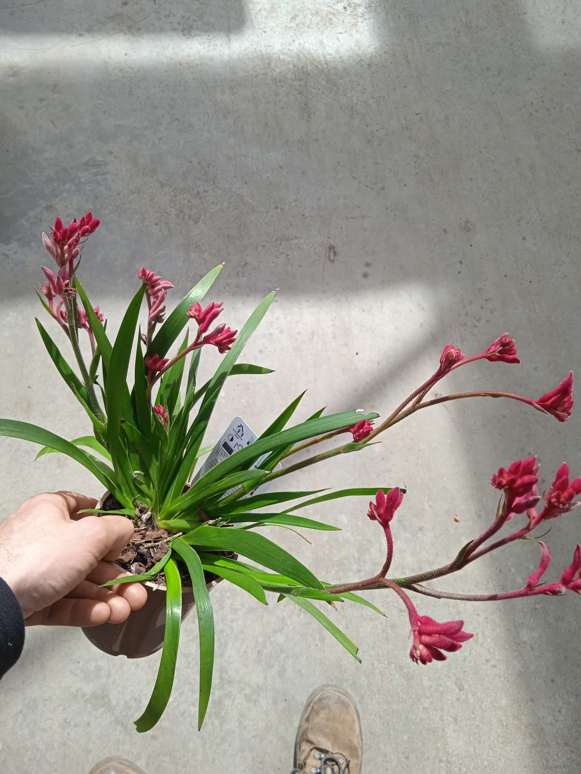 plant